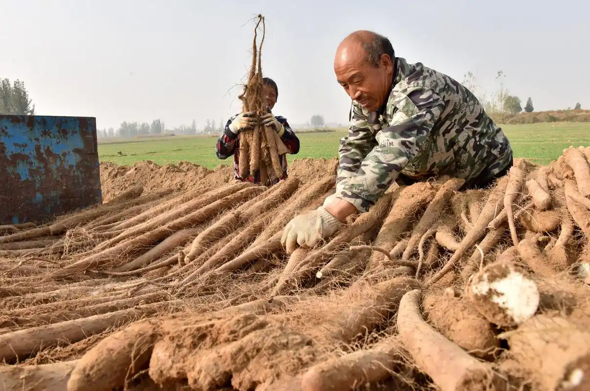 邢台山药种植助农增收
