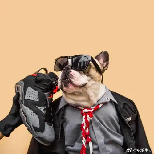 汪星人#《汪星界 潮汪头像》耍帅 汪是认真的#宠物