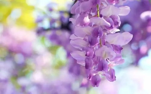紫藤花,淡紫色 壁纸 - 1920x1200