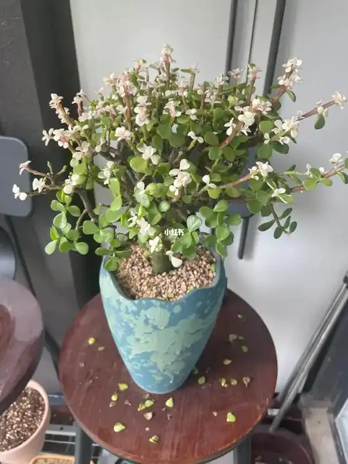 金枝玉叶一直不停的掉叶子快秃了