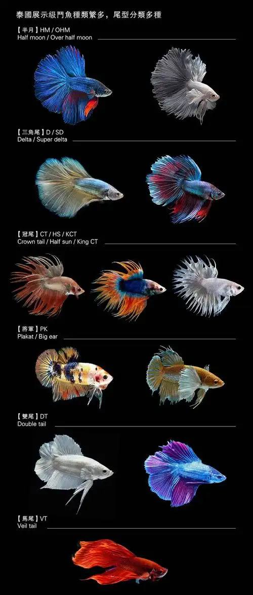 泰国斗鱼图片(目前全网最全泰国斗鱼品种分享)
