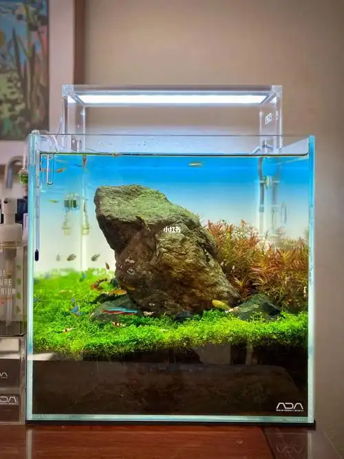 水草缸  #水草造景  #生态缸