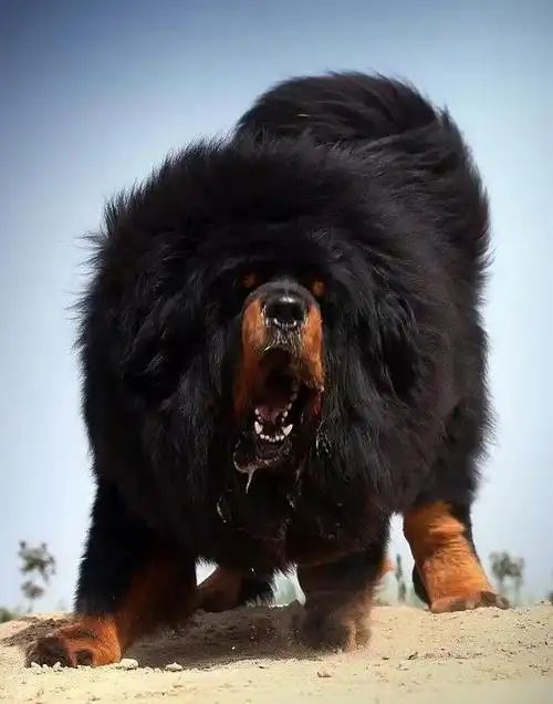 藏獒是一种大而凶猛的宠物狗.