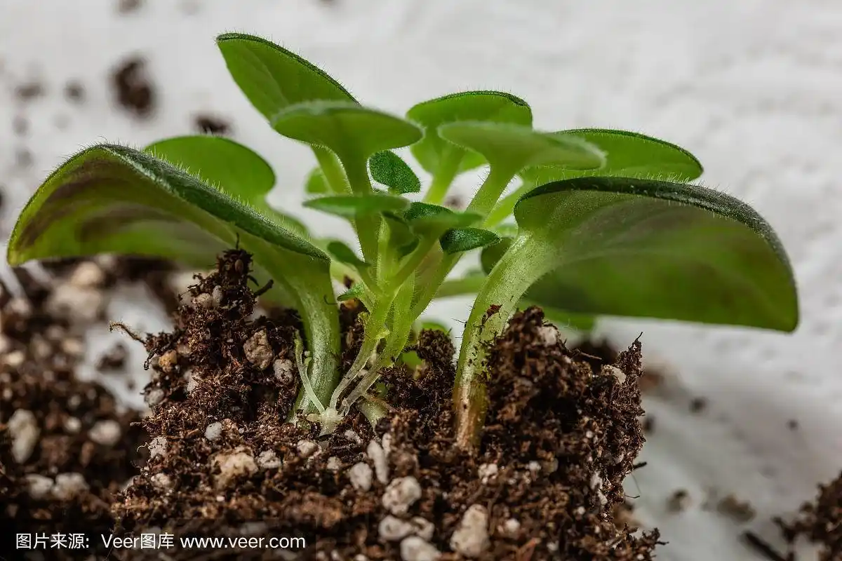 移栽紫罗兰插枝.圣蒲草的营养繁殖.