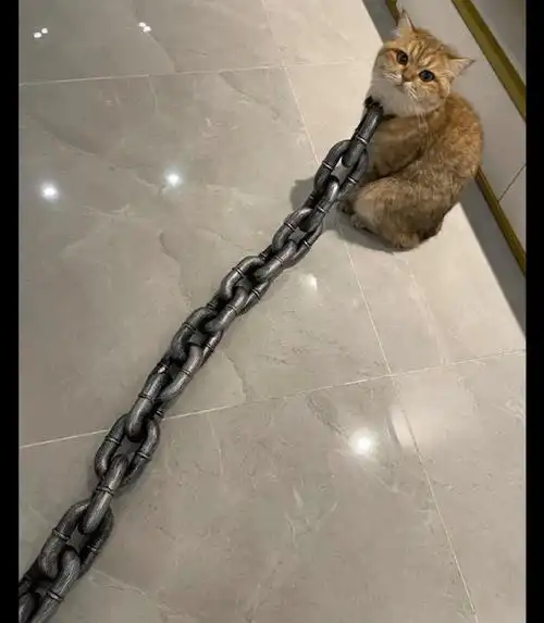 原创主人用大铁链拴住猫咪还以为是在虐猫其实是用塑料做的