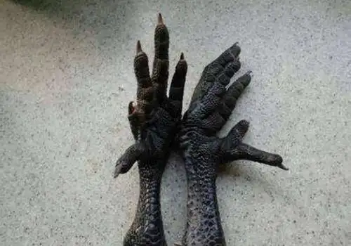 五个脚趾的鸡有什么预兆 为什么不吉利不能吃