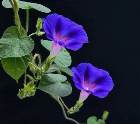 牵牛花花语唯美句子