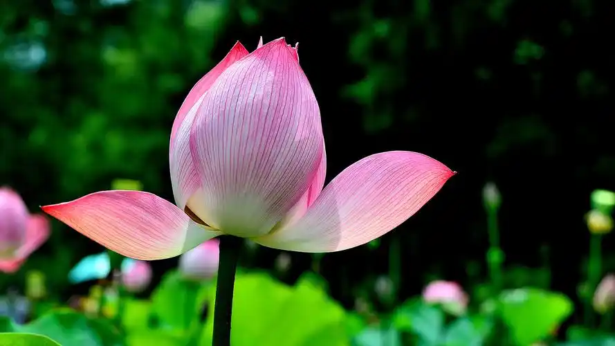 清新淡雅的荷花高清宽屏壁纸