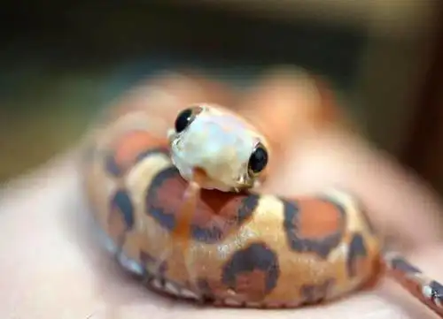 一组蛇宝宝的萌照,它们太可爱了!