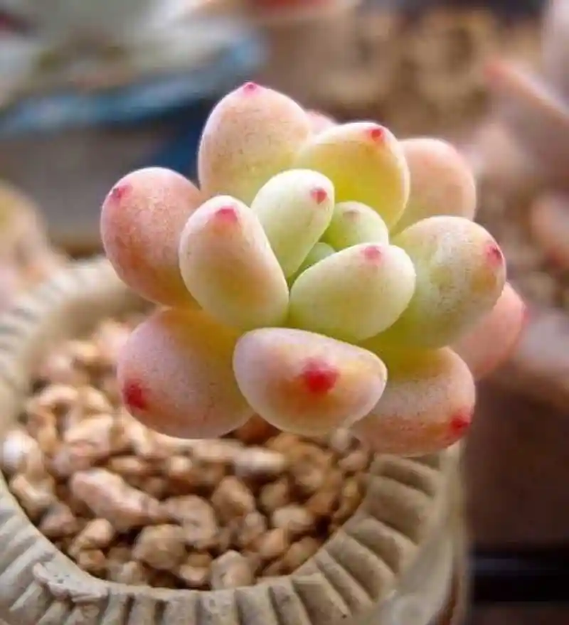桃美人(农学)桃美人(学名:pachyphytum blue haze
