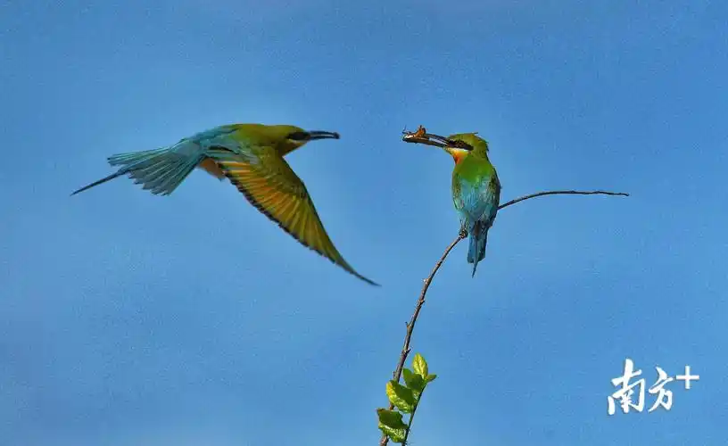 蜂虎捕蝉,完美一刻!鸟儿们都回湛江啦 | 影友来稿