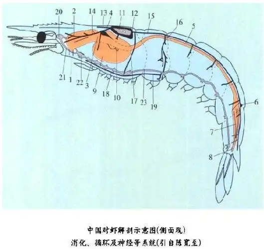 对虾解剖示意图