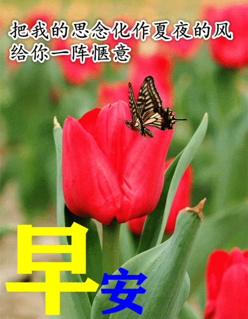 6月23日最漂亮早上好动态表情图片大全早晨好动图美图大全