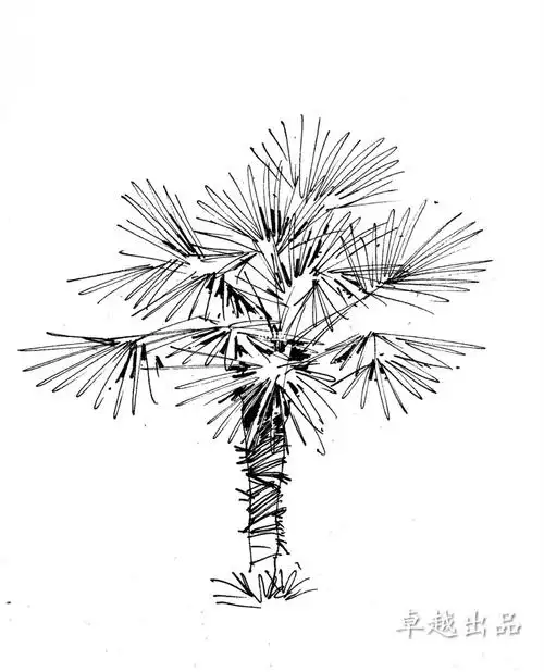 手绘线稿最强椰子树合集