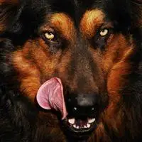 大狼狗头像霸气高清图片大全【点击鼠标右键下载】