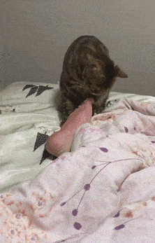 234_366gif 动态图 动图