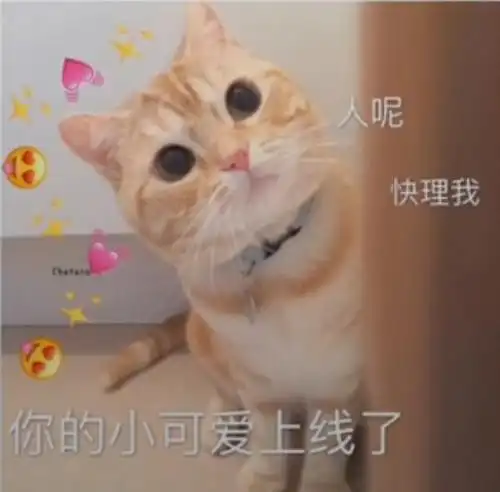 你的小可爱上线了