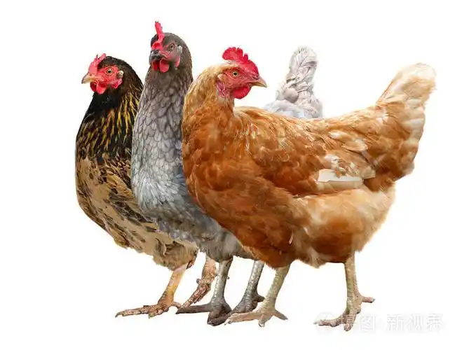 在白色背景查出的三只鸡棕色母鸡照片-正版商用图片15mus6-摄图新视界