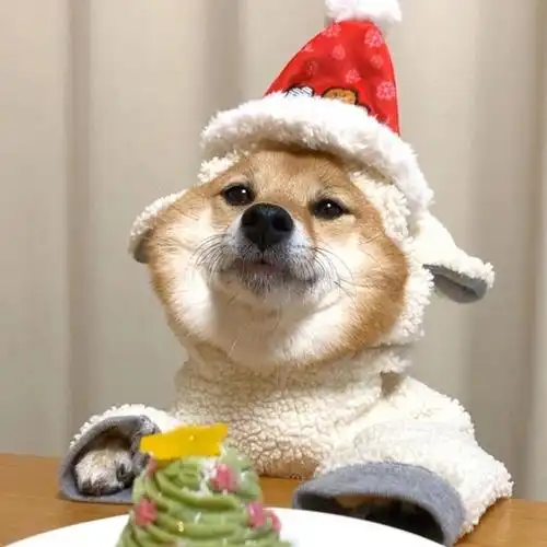 可爱柴犬卖萌头像,动物头像图片-回车桌面