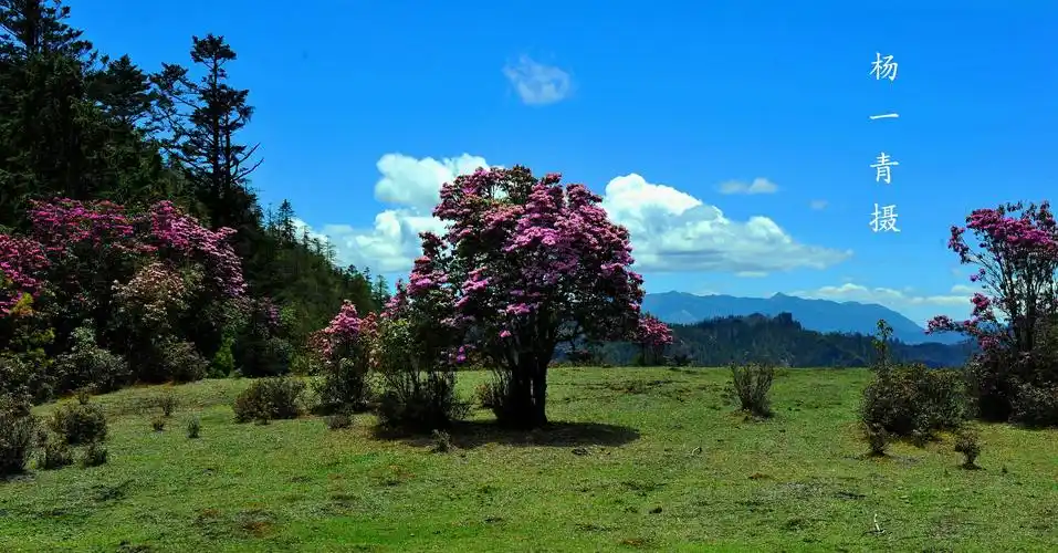 珍惜大自然恩赐于人类的美景,尽情享受人生之幸福,去拥抱美丽的春天吧
