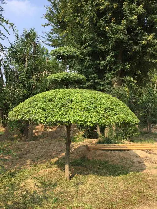 出售小叶女贞动物造型树