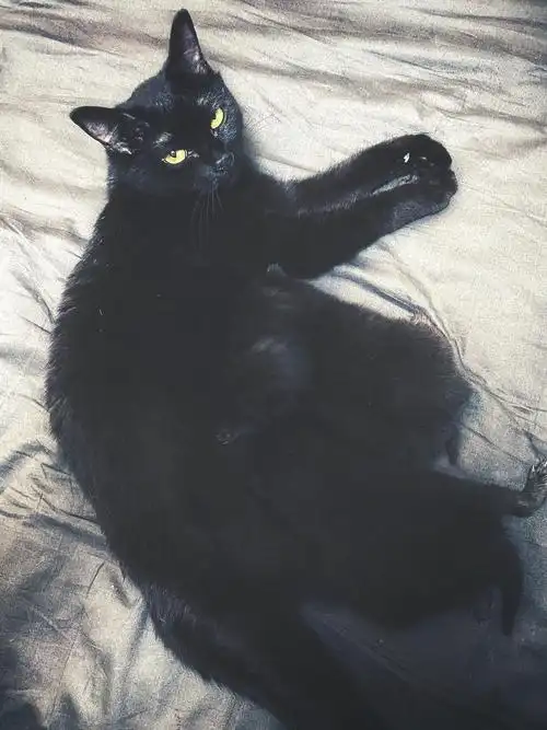 黑猫英国短毛猫61幼猫