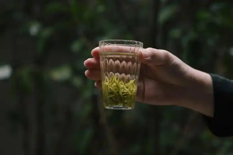 一下子就春天顾渚紫笋茶