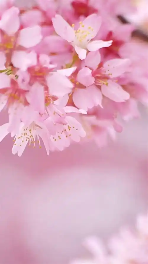 小清新,樱花,唯美鲜花,小清新,清新花卉,粉色花朵,手机壁纸花团锦簇
