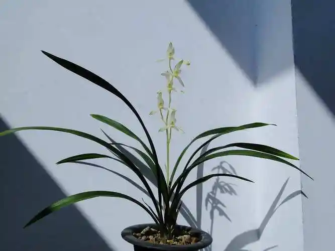 名贵兰花图片大全大图(花中君子) - 赤虎壹号