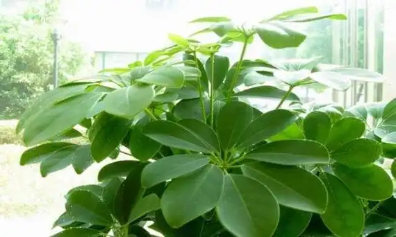 鸭脚木的非常漂亮的绿色观赏植物,它不仅枝叶秀美,观赏性强,养在室内