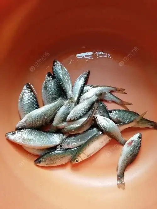 早钓风水宝地,随时有石鲮鱼吃! - 钓鱼之家