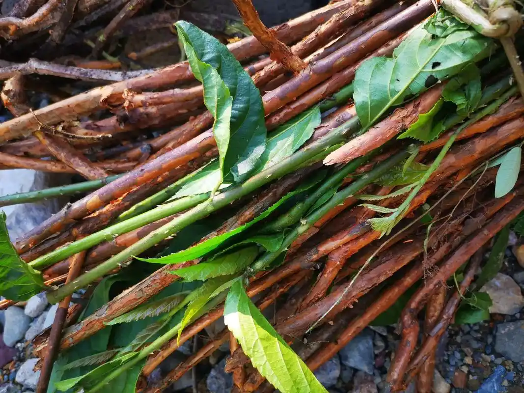 穿破石十欢筋藤.家乡很少见有了 - 抖音