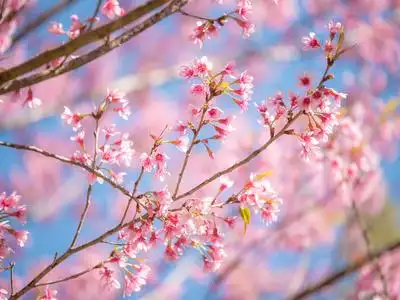 爱桃花野生喜马拉雅樱花, 桃花粉红色8照片