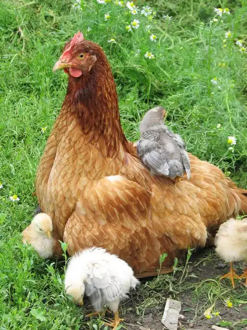 在绿色草地上的鸡母鸡