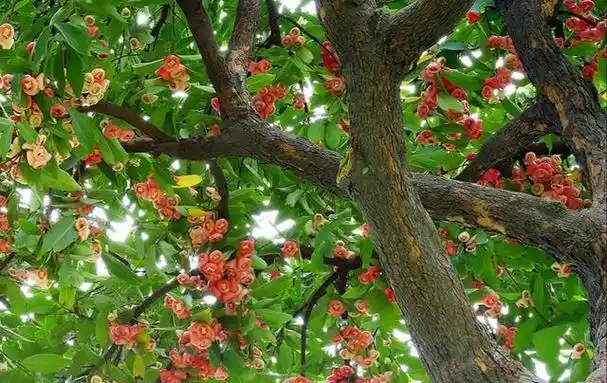 莲雾树是什么样(莲雾是一种怎样的果树)(2)