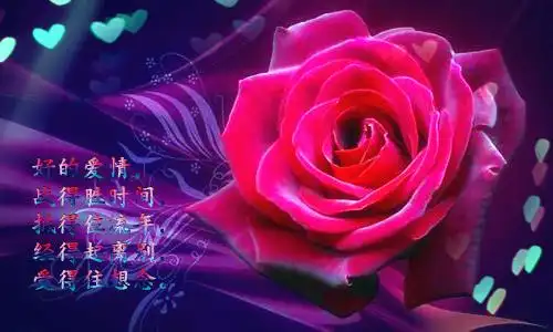 玫瑰花唯美带字图片浪漫的玫瑰花