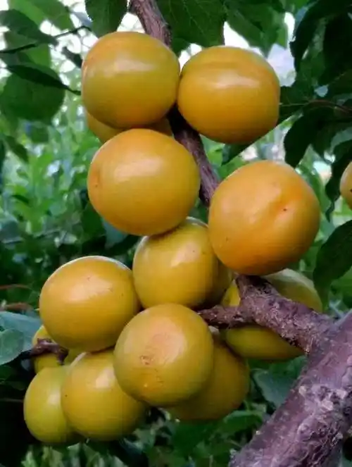 瓜果飘香时,寅源农庄油杏李子春雪桃熟了