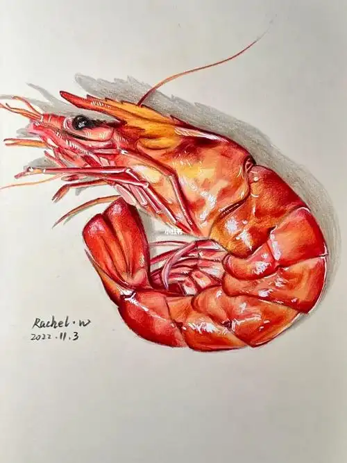 彩铅手绘大虾附步骤