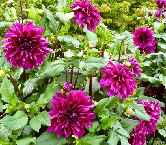 花期较长的大丽花