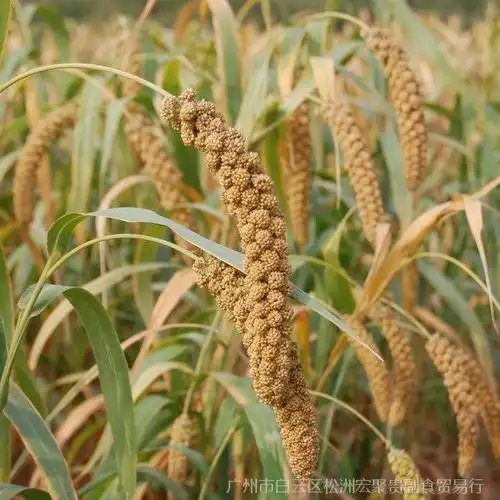 小米谷子粮食批发 谷子带壳小米