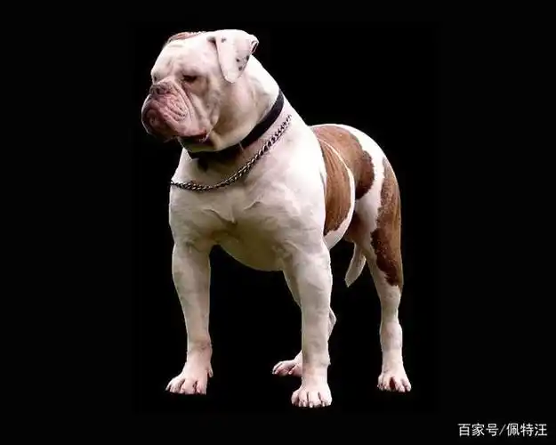 美斗平常运动量充足,皮肤也会比较健康,毛发柔顺光泽,不需要专门打理.