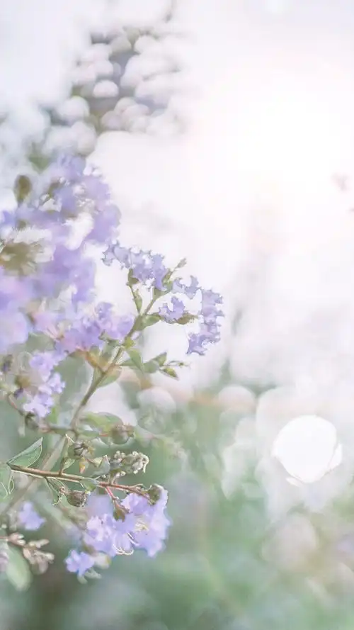 护眼小清新高清手机壁纸-风景-手机壁纸下载-美桌网