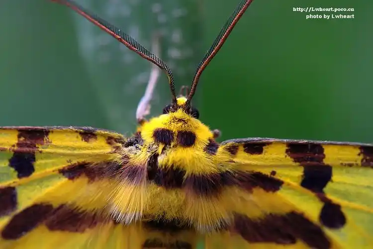 豹尺蛾触角为羽毛状