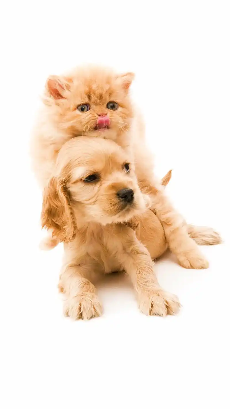 可爱猫咪狗狗玩耍图片#猫咪 #狗狗#抖音图文 - 抖音