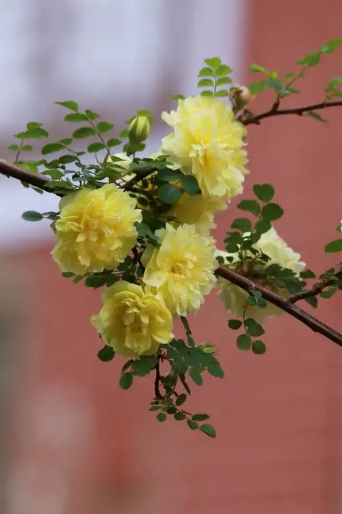 《黄刺玫花百图集》2020.5.19版