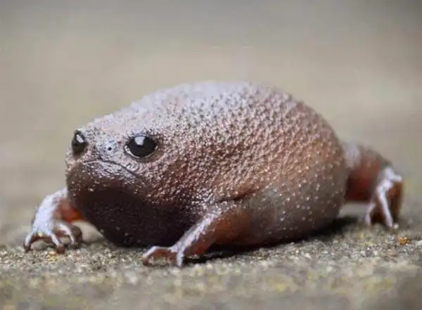 青蛙界丑萌《沙漠雨蛙》天生傲娇脸(丑萌青蛙图片)