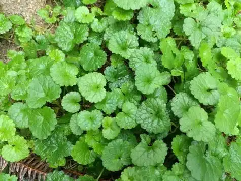 中药金钱草图片 - 搜狗图片搜索