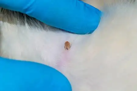 猫皮上的小虱子照片