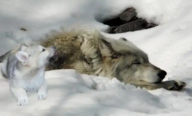 故事老汉当年救得一小狼多年后小狼成了狼王来护卫全村人