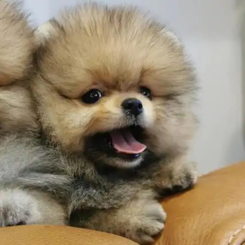 博美憨憨长大了你们来看下有什么不同吗